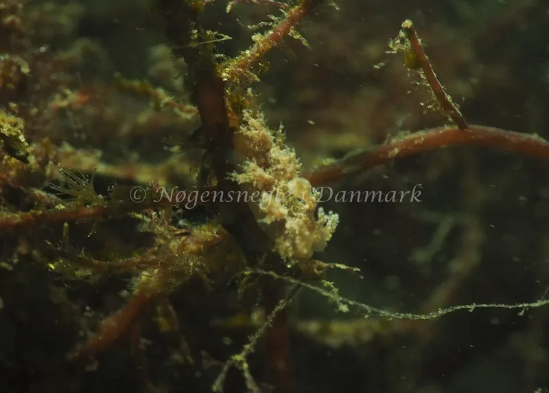 Dendronotus frondosus - Søbadet - Foto: Jens Egon Jørgensen