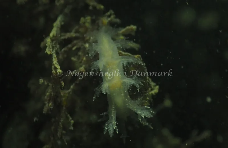 Dendronotus lacteus - Søbadet - Foto: Jens Egon Jørgensen