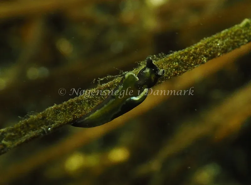 Elysia viridis - Kollund Lillestrand - Foto: Jens Egon Jørgensen