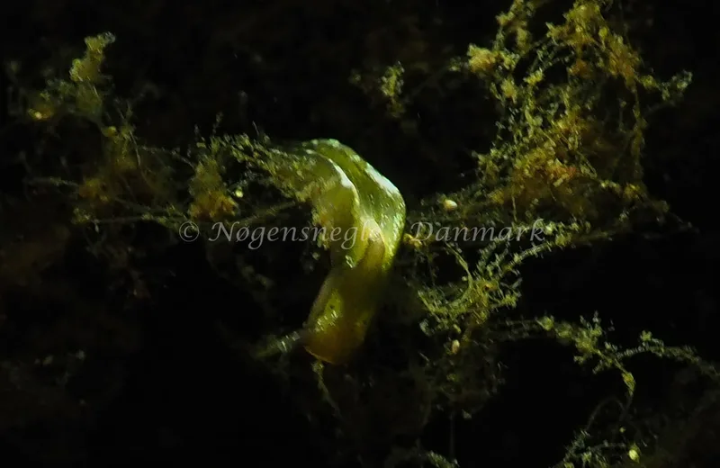 Elysia viridis - Kollund Lillestrand - Foto: Jens Egon Jørgensen