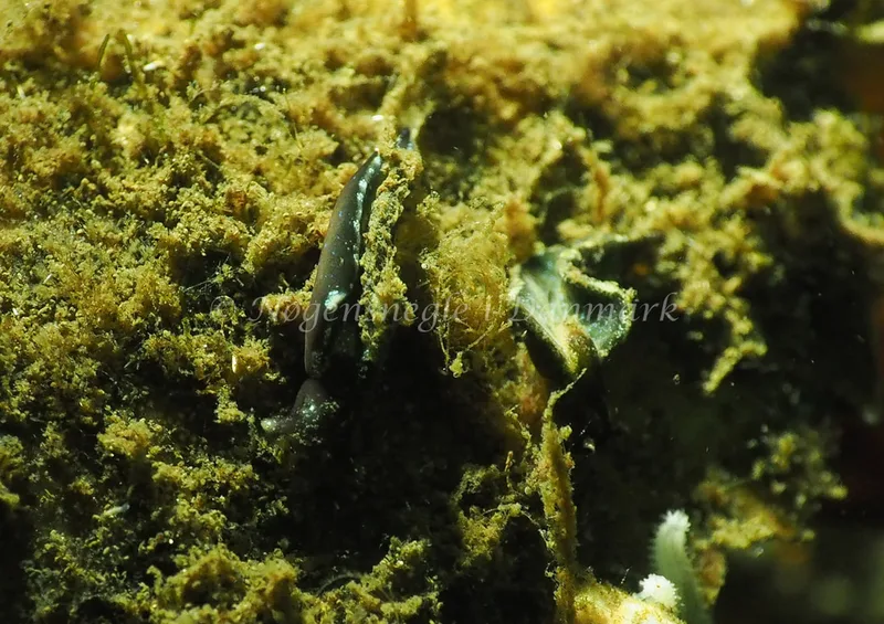 Elysia viridis - Kollund Lillestrand - Foto: Jens Egon Jørgensen