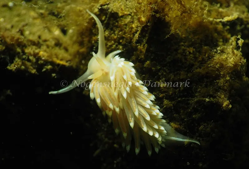 Facelina cf bostoniensis - Kollund Lillestrand - Foto: Jens Egon Jørgensen