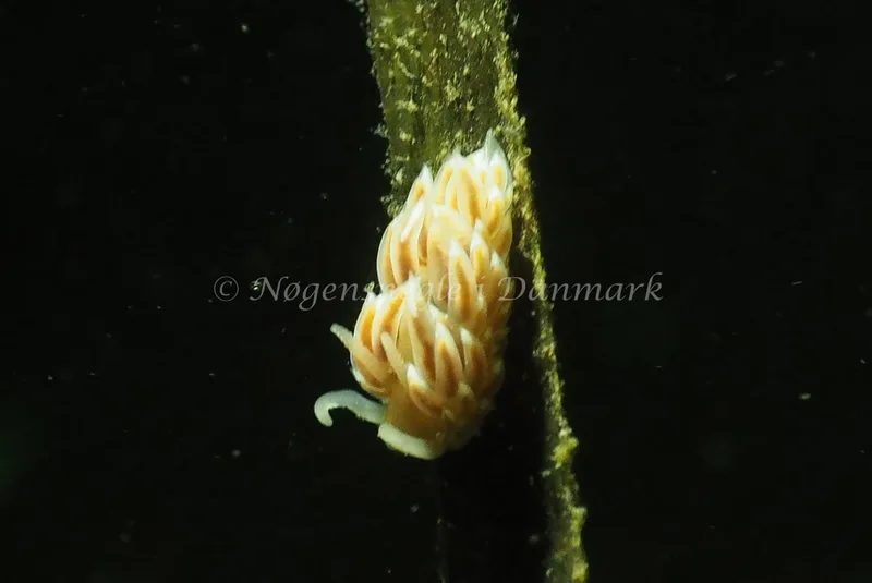 Facelina cf bostoniensis - Kollund Lillestrand - Foto: Jens Egon Jørgensen