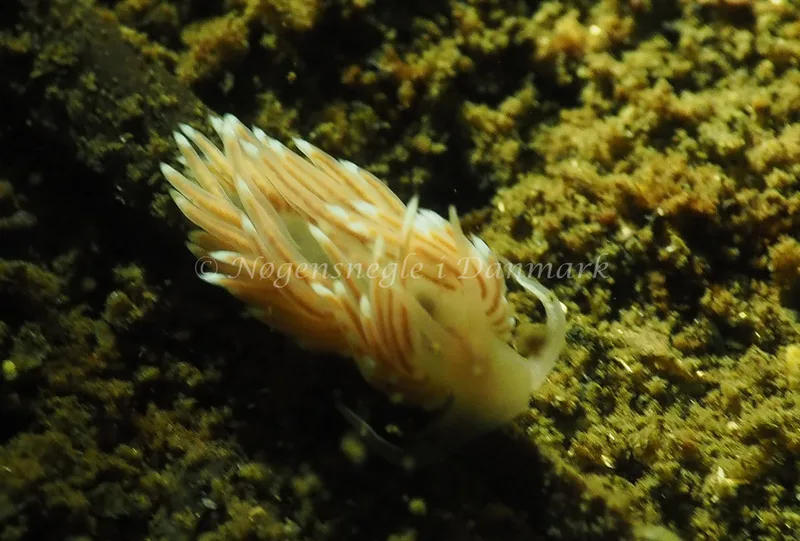 Facelina cf bostoniensis - Kollund Lillestrand - Foto: Jens Egon Jørgensen