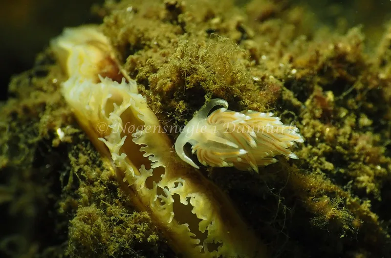 Facelina cf bostoniensis - Kollund Lillestrand - Foto: Jens Egon Jørgensen