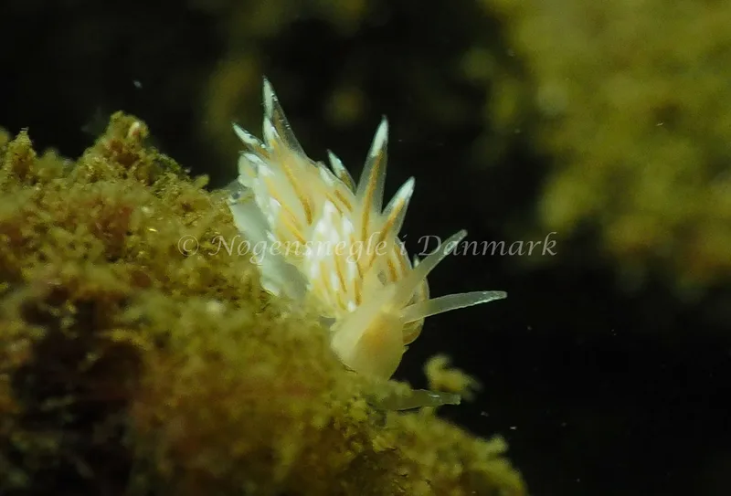 Facelina cf bostoniensis - Kollund Lillestrand - Foto: Jens Egon Jørgensen