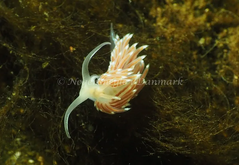 Facelina cf bostoniensis - Kollund Lillestrand - Foto: Jens Egon Jørgensen