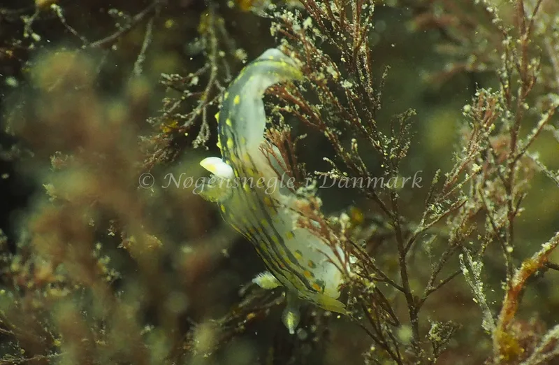Polycera quadrilineata - Ammoniakhavnen - Foto: Jens Egon Jørgensen