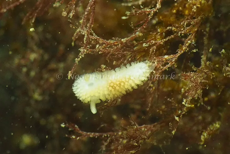 Onchidoris muricata - Ammoniakhavnen - Foto: Jens Egon Jørgensen