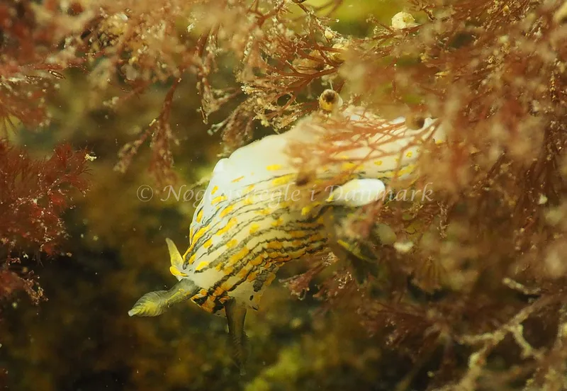 Polycera quadrilineata - Ammoniakhavnen - Foto: Jens Egon Jørgensen