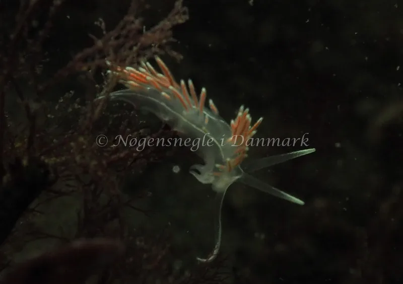 Gulenia monicae - Ammoniakhavnen - Foto: Jens Egon Jørgensen