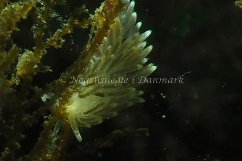 Cuthonella concinna - Ammoniakhavnen - Foto: Jens Egon Jørgensen