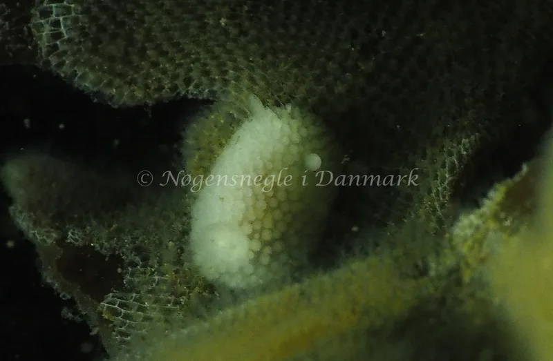 Onchidoris muricata - Ammoniakhavnen - Foto: Jens Egon Jørgensen