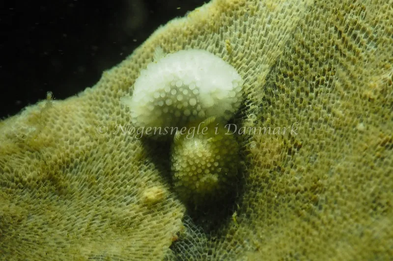 Onchidoris muricata - Ammoniakhavnen - Foto: Jens Egon Jørgensen