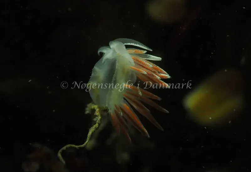 Gulenia monicae - Ammoniakhavnen - Foto: Jens Egon Jørgensen
