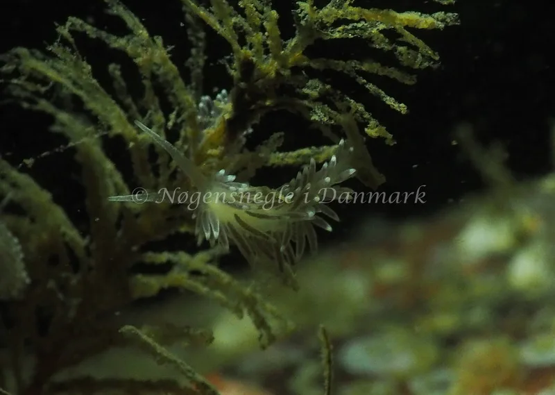 Cuthonella concinna - Ammoniakhavnen - Foto: Jens Egon Jørgensen