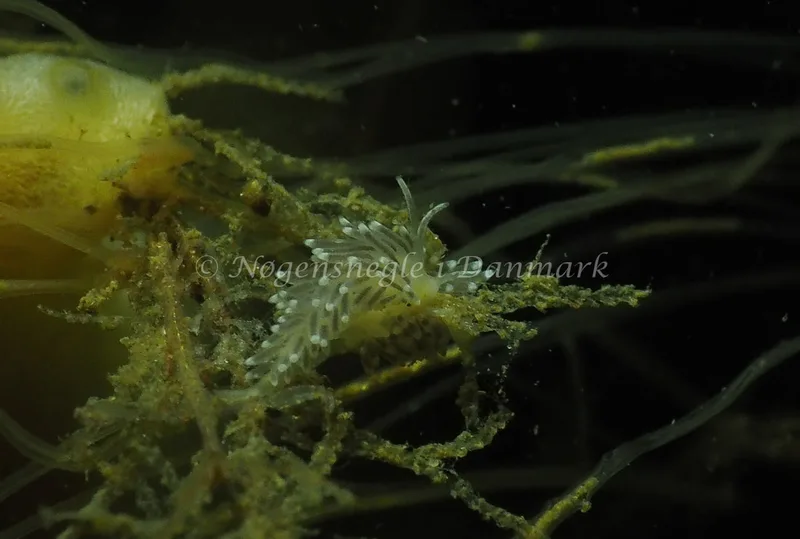 Cuthonella concinna - Ammoniakhavnen - Foto: Jens Egon Jørgensen