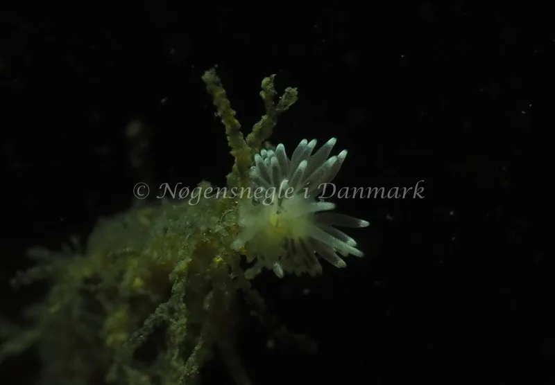 Cuthonella concinna - Ammoniakhavnen - Foto: Jens Egon Jørgensen