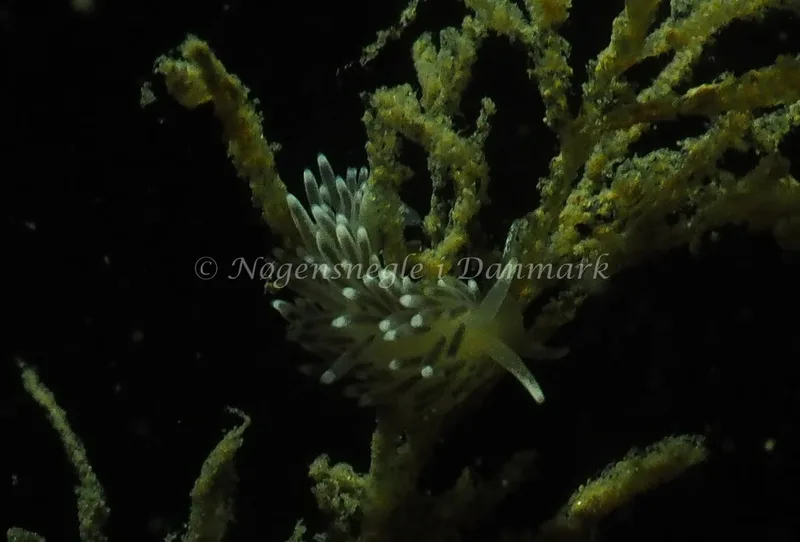 Cuthonella concinna - Ammoniakhavnen - Foto: Jens Egon Jørgensen