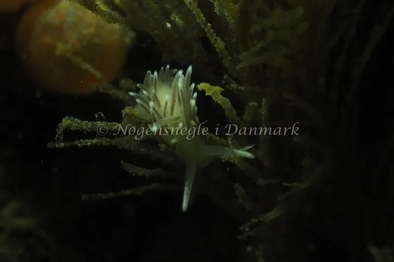 Cuthonella concinna - Ammoniakhavnen - Foto: Jens Egon Jørgensen