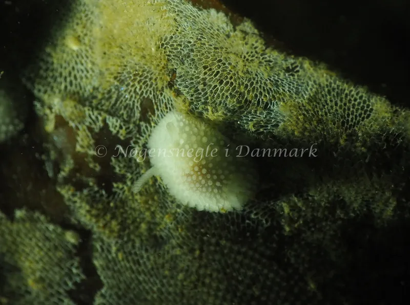 Onchidoris muricata - Ammoniakhavnen - Foto: Jens Egon Jørgensen