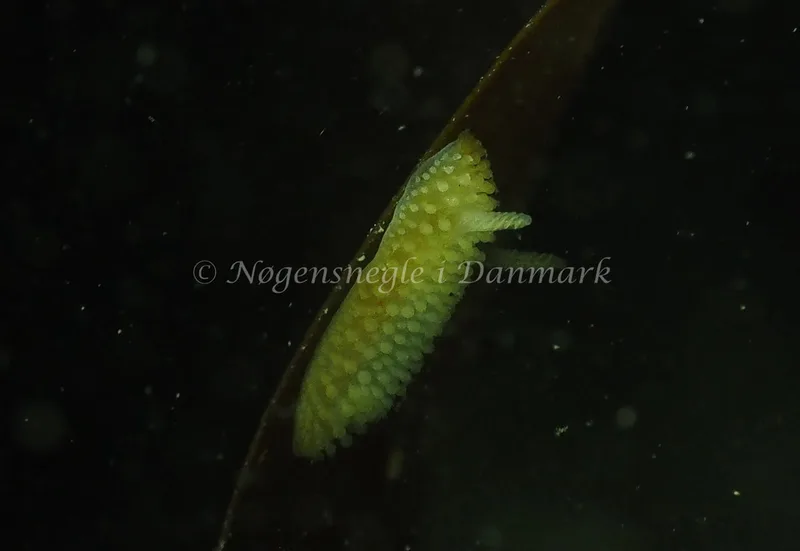 Onchidoris muricata - Ammoniakhavnen - Foto: Jens Egon Jørgensen