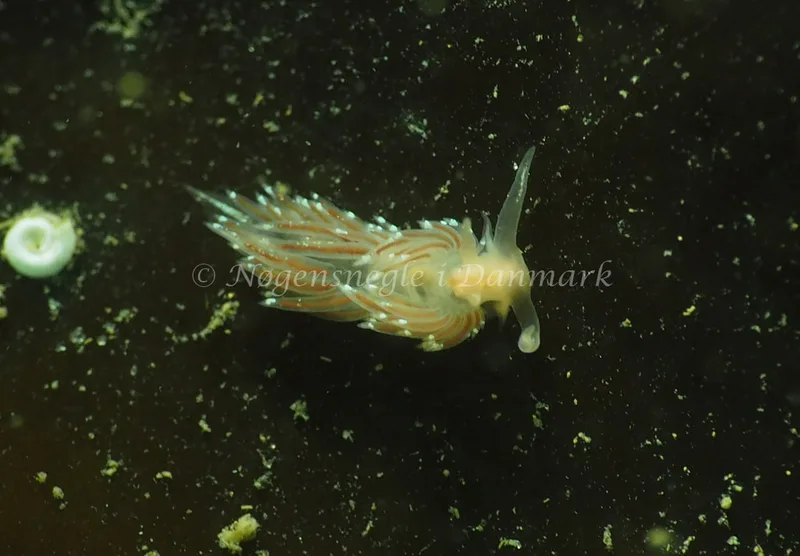 Facelina bostoniensis - Ammoniakhavnen - Foto: Jens Egon Jørgensen