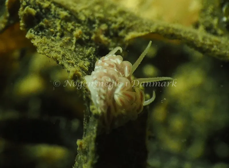 Facelina cf bostoniensis - Teglværkshavnen - Foto: Jens Egon Jørgensen