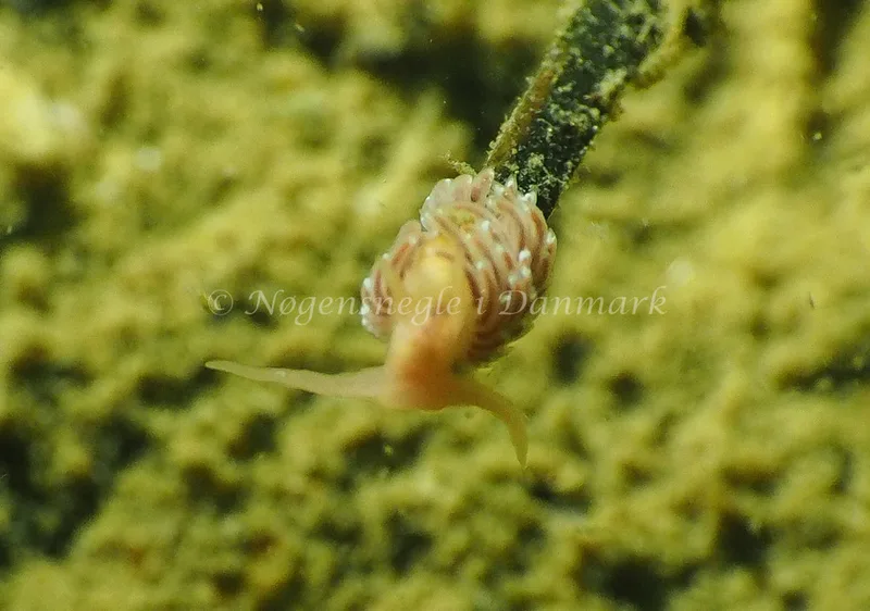 Facelina cf bostoniensis - Teglværkshavnen - Foto: Jens Egon Jørgensen