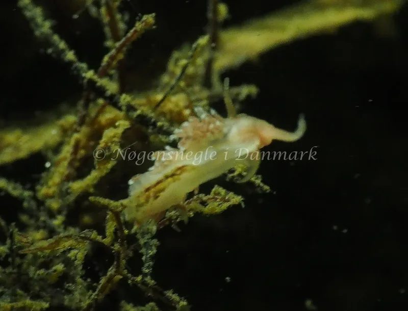 Facelina cf bostoniensis - Teglværkshavnen - Foto: Jens Egon Jørgensen