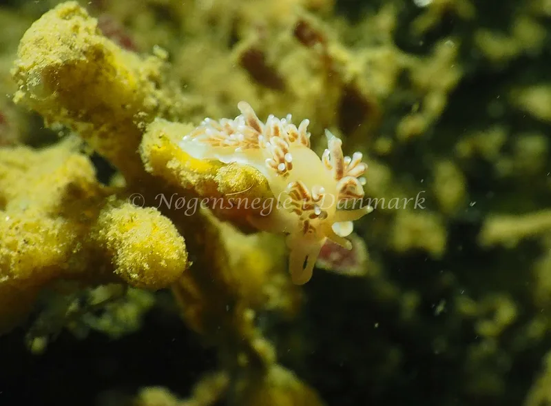 Facelina cf bostoniensis - Teglværkshavnen - Foto: Jens Egon Jørgensen
