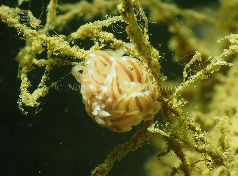 Facelina cf bostoniensis - Teglværkshavnen - Foto: Jens Egon Jørgensen