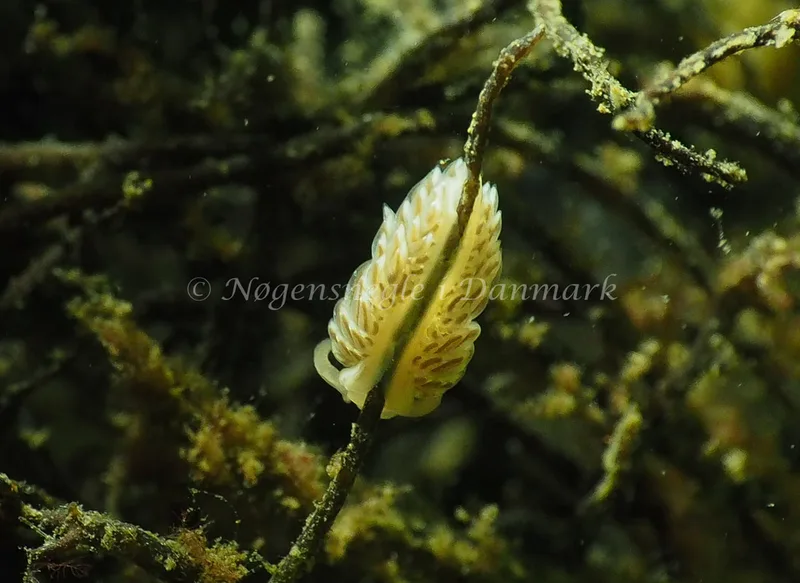 Facelina cf bostoniensis - Teglværkshavnen - Foto: Jens Egon Jørgensen