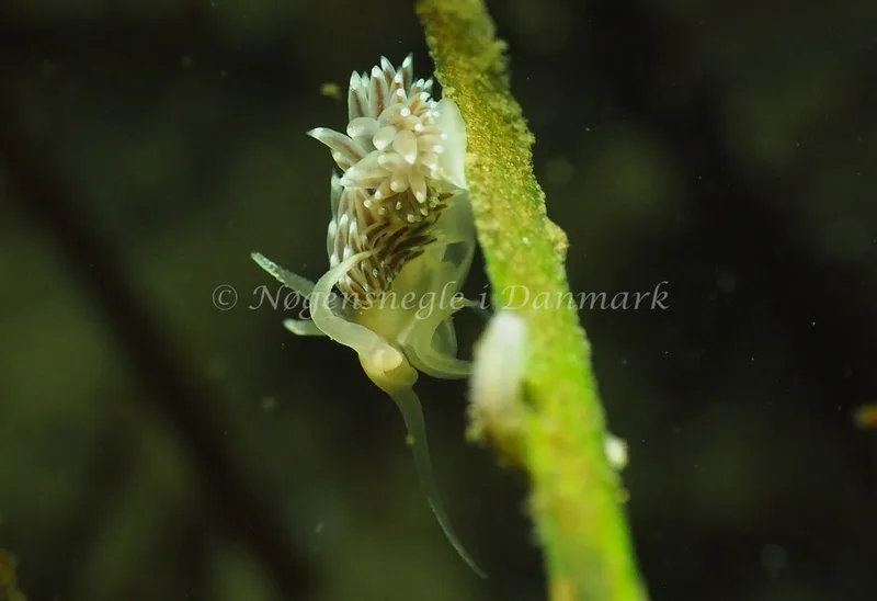 Facelina cf bostoniensis - Kollund Lillestrand - Foto: Jens Egon Jørgensen