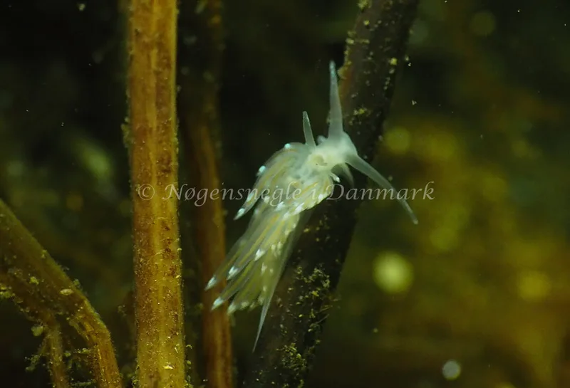 Facelina cf bostoniensis - Kollund Lillestrand - Foto: Jens Egon Jørgensen