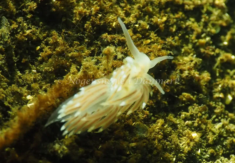 Facelina cf bostoniensis - Kollund Lillestrand - Foto: Jens Egon Jørgensen