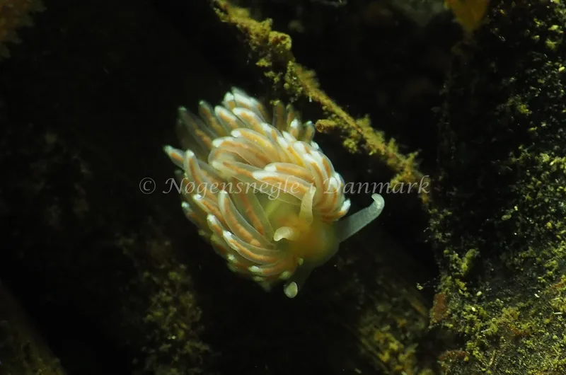 Facelina cf bostoniensis - Kollund Lillestrand - Foto: Jens Egon Jørgensen
