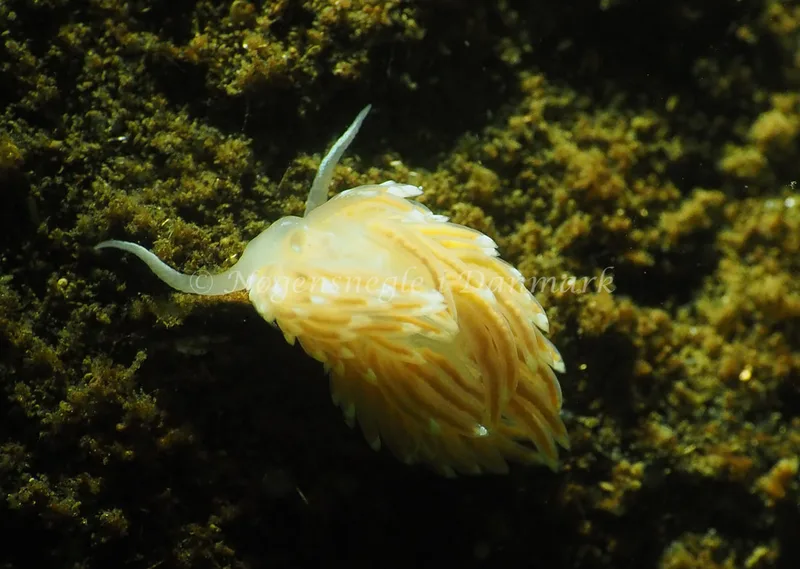 Facelina cf bostoniensis - Kollund Lillestrand - Foto: Jens Egon Jørgensen