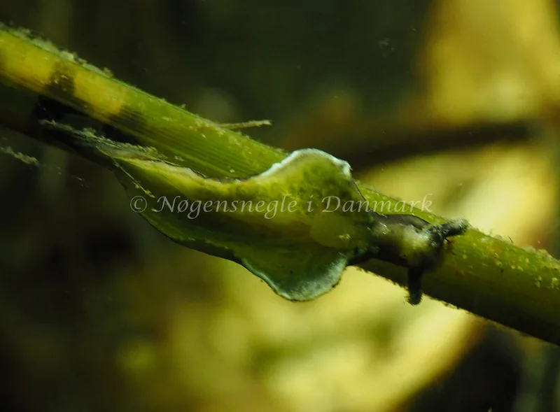 Elysia viridis - Kollund Lillestrand - Foto: Jens Egon Jørgensen