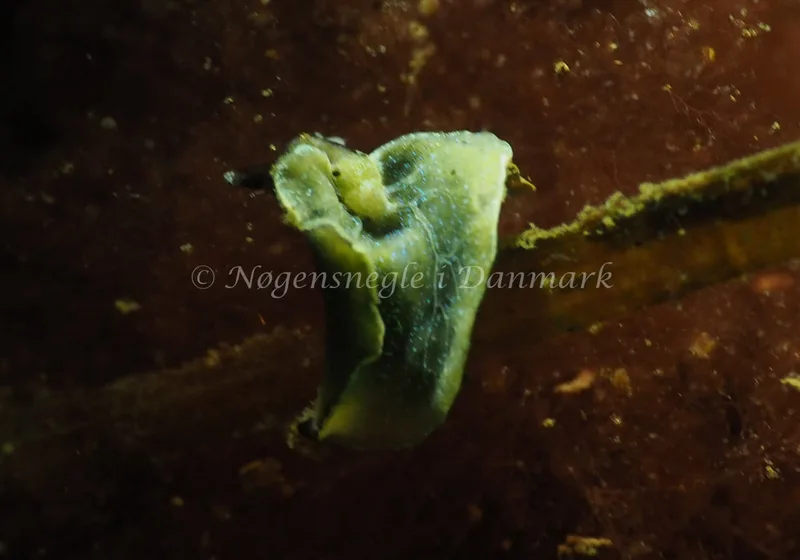 Elysia viridis - Kollund Lillestrand - Foto: Jens Egon Jørgensen