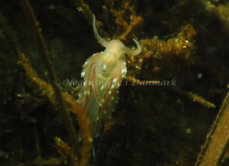 Facelina cf bostoniensis - Kollund Lillestrand - Foto: Jens Egon Jørgensen