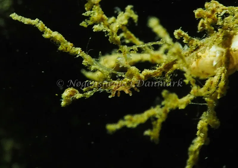 Eubranchus sp. - Teglværkshavnen - Foto: Jens Egon Jørgensen