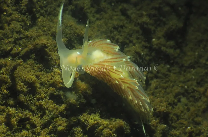 Facelina cf bostoniensis - Kollund Lillestrand - Foto: Jens Egon Jørgensen