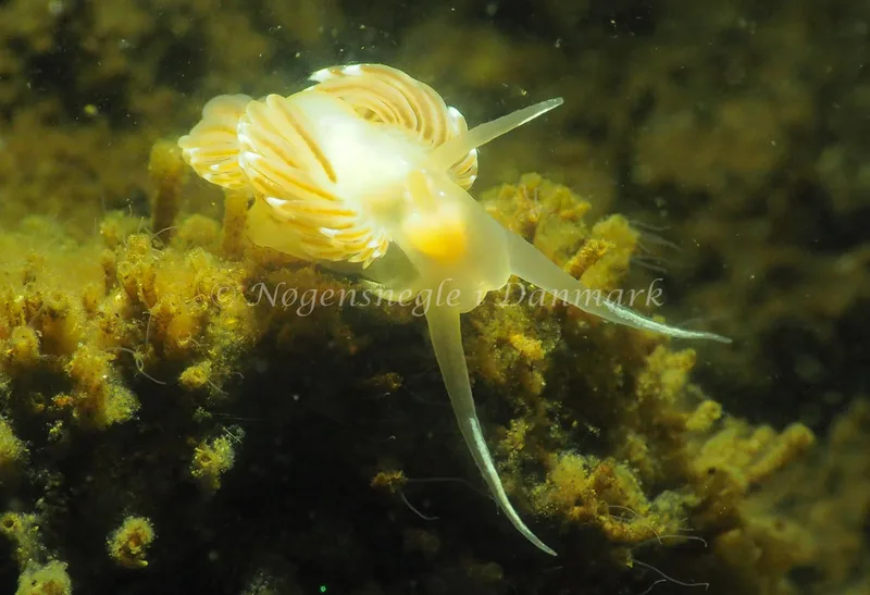 Facelina cf bostoniensis - Kollund Lillestrand - Foto: Jens Egon Jørgensen