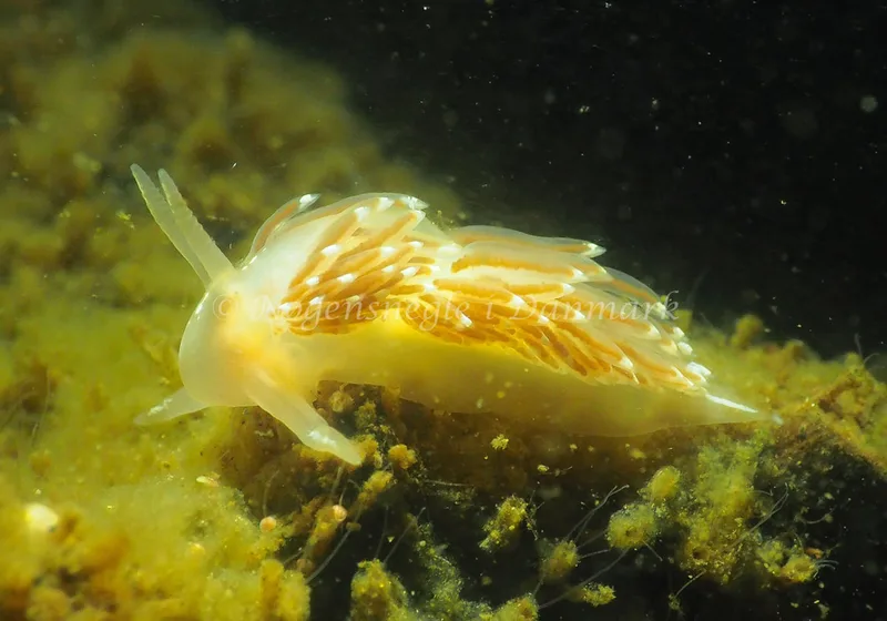 Facelina cf bostoniensis - Kollund Lillestrand - Foto: Jens Egon Jørgensen