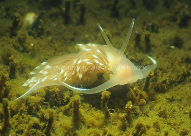 Facelina cf bostoniensis - Kollund Lillestrand - Foto: Jens Egon Jørgensen