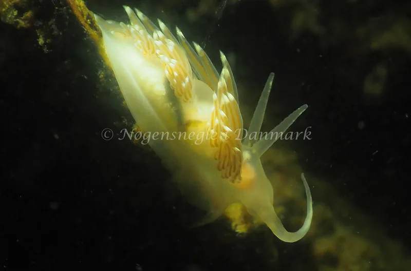 Facelina cf bostoniensis - Kollund Lillestrand - Foto: Jens Egon Jørgensen