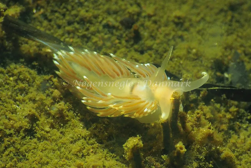 Facelina cf bostoniensis - Kollund Lillestrand - Foto: Jens Egon Jørgensen