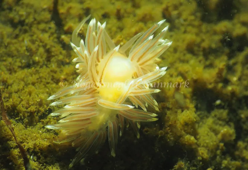 Facelina cf bostoniensis - Kollund Lillestrand - Foto: Jens Egon Jørgensen