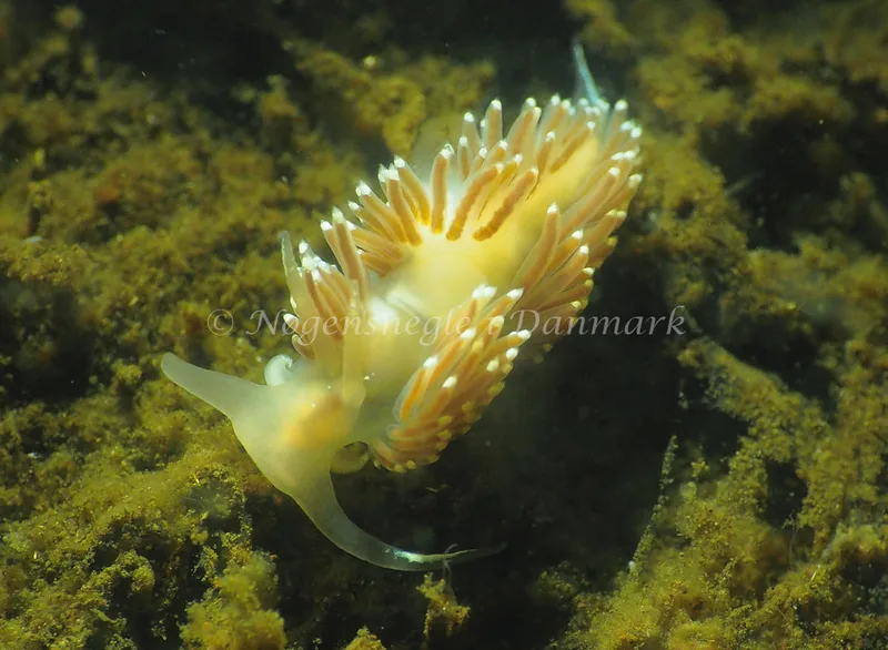 Facelina cf bostoniensis - Kollund Lillestrand - Foto: Johanne Sofie Budolph Hansen